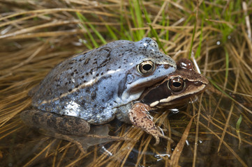 Fototapeta premium Para żaby moczarowej (Rana arvalis) - żaba moczarowa