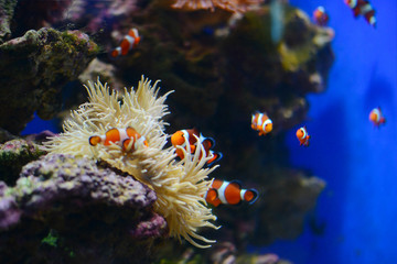Sea anemone and clown fish in marine aquarium. Blue background