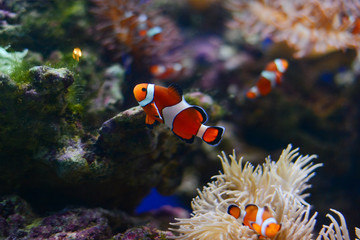 Naklejka na ściany i meble Sea anemone and clown fish in marine aquarium. Blue background