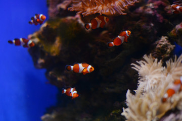 Fototapeta na wymiar Sea anemone and clown fish in marine aquarium. Blue background