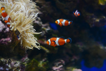 Sea anemone and clown fish in marine aquarium. Blue background