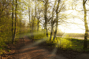 Path in the forest