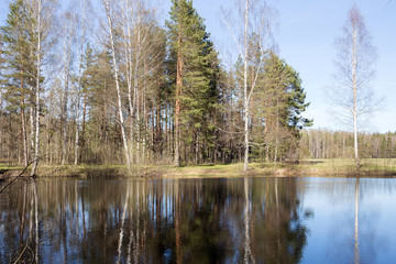 Obraz premium Reflection of trees in water of the forest lake. Latvia.
