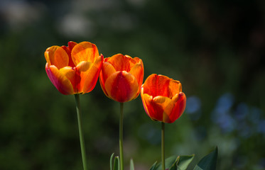 Drei Rote Tulpen vor grünem Hintergrund