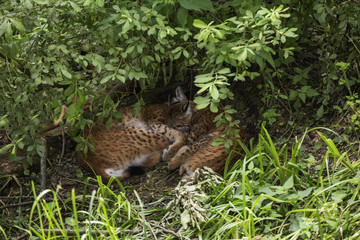 sieste des lynx