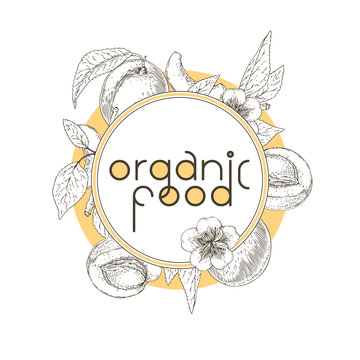 Organic Food. Ripe Apricot Contour