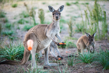 Naklejka na ściany i meble Kangaroo holding a carrot