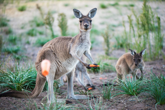Kangaroo holding a carrot