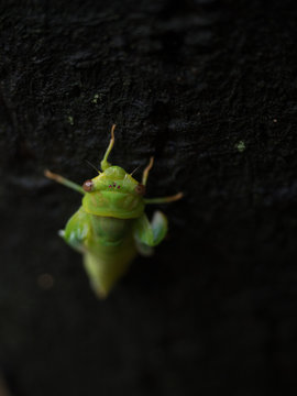 cicada eclosion in wild
