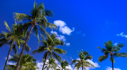 Naklejka na ściany i meble Palm trees at the beach against a bright blue sky.