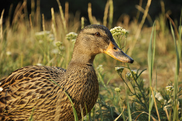 Female wild duck (Anas platyrhynchos) standing near of the water.
