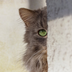 Grey longhaired cat peeking around a corner