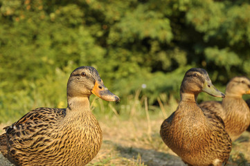 Female wild duck (Anas platyrhynchos) standing near of the water.