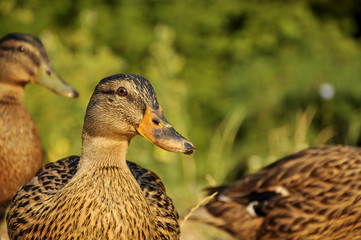 Female wild duck (Anas platyrhynchos) standing near of the water.