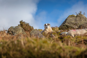 Mountain Sheep