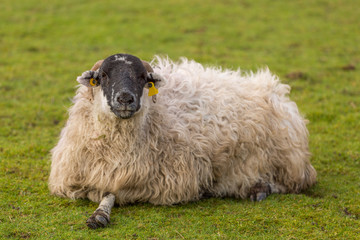 Sheep Laying In Grass