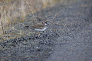 Killdeer bird