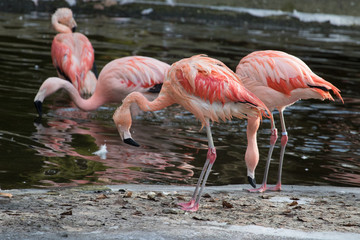 Obraz premium A group of Chilean flamingos at the zoo