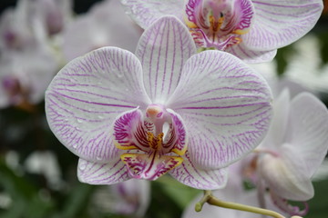 White with pink orchid (phalaenopsis) 