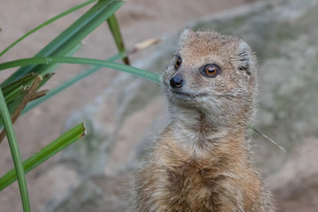 Portrait of isolated yellow mongoose (red meerkat)