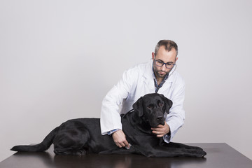 young veterinarian man examining a beautiful black labrador dog by using stethoscope, isolated on white background. Indoors
