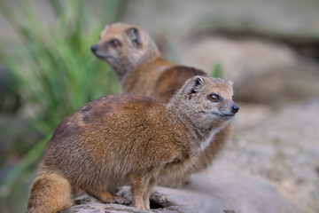 Portrait of two isolated yellow mongoose (red meerkat)
