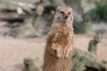Portrait of isolated yellow mongoose (red meerkat)