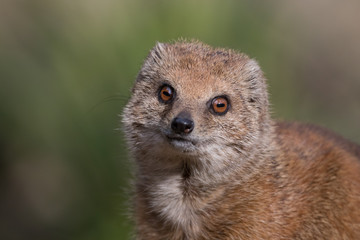 Portrait of isolated yellow mongoose (red meerkat)