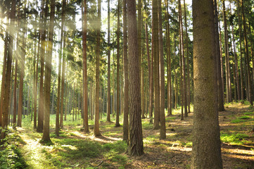 Beautiful european forest while summer day.