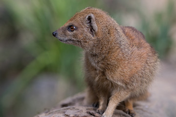 Portrait of isolated yellow mongoose (red meerkat)