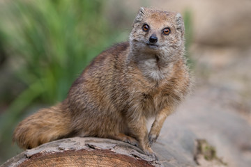 Portrait of isolated yellow mongoose (red meerkat)