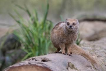 Portrait of isolated yellow mongoose (red meerkat)