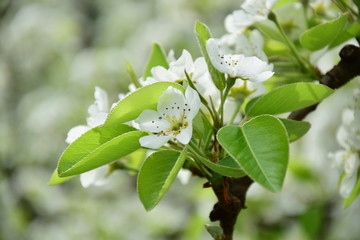 Birnbaumblüte, Blütezeit in Südtirol