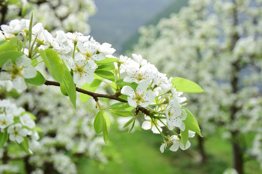 Birnbaumblüte, Blütezeit in Südtirol