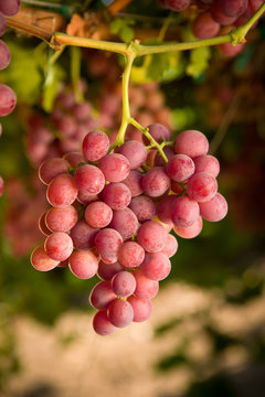 Red Seedless Table Grapes