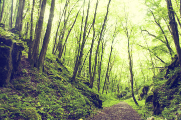 beautiful green forest