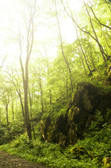 beautiful green forest