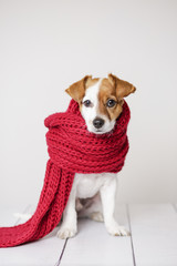 portrait of a cute young small dog looking at the camera with a red scarf covering him. White background