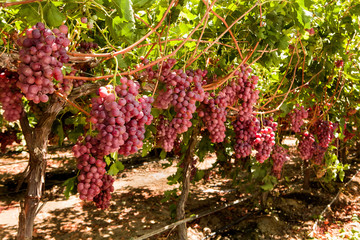 Red Seeded table grape