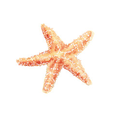 Watercolor illustration of seashells and starfish with seaweed