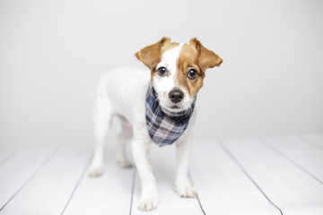close up portrait of a cute young small dog with a plaid bandana. White background. Indoors. Dog sitting on a white chair