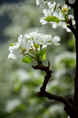 Birnbaumblüte, Blütezeit in Südtirol