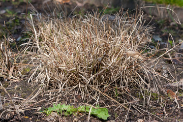 turf of dry grass in first days of spring