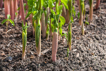 young plants in dry soil in springtime