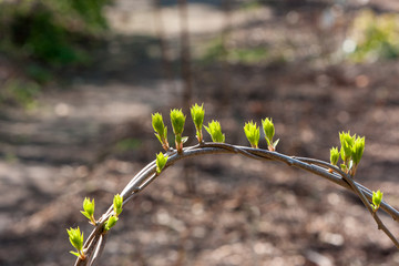 buds and small leaves on twig in springtime