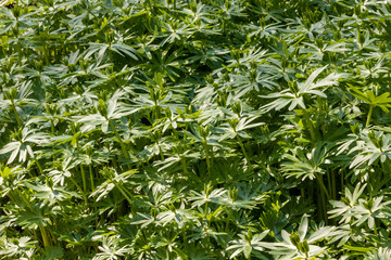 mass of green leaves in springtime