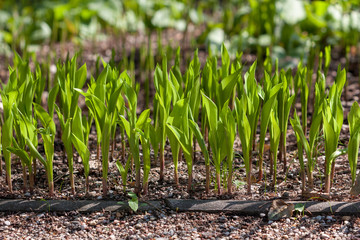 young lily-of-the-valley plants in springtime