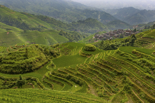 View of the Longsheng Rice Terraces near the of the Dazhai village in the province of Guangxi, in China, with a female farmer working the land.
