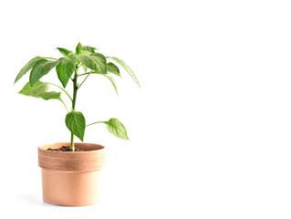 Paprika seedling sprout plant white background