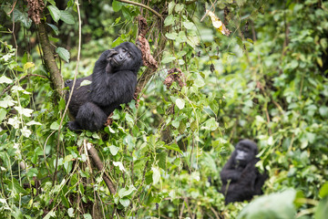 Baby mountain gorilla sitting and resting in a tree in the Bwindi Impenetrable National Park in Uganda